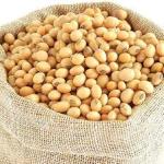 Brazilian Soybean – Premium Export Quality