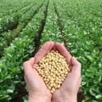 Brazilian Soybean – Premium Export Quality