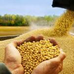 Brazilian Soybean – Premium Export Quality