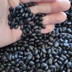Black, white, and red beans – export grade