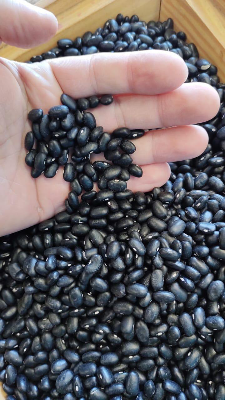 Black, white, and red beans – export grade